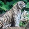 White tiger gazing afar.