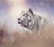 White tiger in the grassland