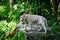 White tiger in green tropical forest