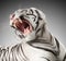 the white tiger growls