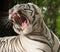 The white tiger growls