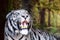 The white tiger growls. big canines