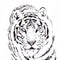 white tiger illustration cartoon design image from sumatra is asia indonesia with white background