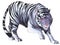 White tiger illustration in isolated background (vector)
