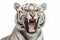 A white tiger with its mouth wide open isolated on a white background.