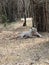 white tiger laying at ground.