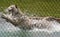 A White Tiger Leaps into its Pool