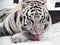 White tiger Panthera tigris bengalensis portrait with red tongue