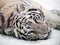 White tiger Panthera tigris bengalensis at snow portrait