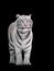 White tiger Panthera tigris bengalensis standing isolated on black