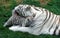 White Tiger, panthera tigris, Mother Licking Cub