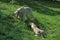 White Tiger, panthera tigris, Pair before Mating