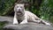 White tiger Panthera tigris resting in the jungle