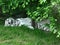 A white tiger - Panthera Tigris - sleeping on the grass in the shade of a tree