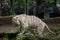 White tiger Panthera tigris tigris.