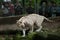 White tiger Panthera tigris tigris.