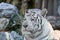 White tiger portrait, semi profile, wood and stone background