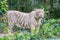 White Tiger Posing at the Camera in Singapore Zoo