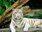 White tiger posing in front of the camera