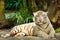 White tiger posing in front of the camera