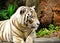 White tiger posing in front of the camera