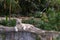 White tiger posing and relaxing with green foliage in the background