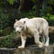 White Tiger Prowl