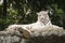 White tiger rest on the rock