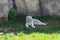 white tiger resting from the heat