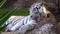 White tiger resting in national park