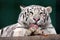 White tiger rough tongue licking their fur
