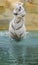 White tiger shakes water off after bathing