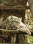 White tiger sleep in amneville zoo