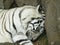 White tiger sleeping