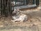 White tiger sleeping under bamboo tree.