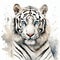 White tiger on splashed paint white background, watercolor illustration.