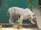 White tiger standing infront of a house