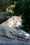 White Tiger of Sunderbans, Gazing