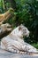 White Tiger of Sunderbans, Gazing