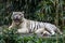 A white tiger surveys the crowd as it relaxes in its\' enclosure at the Singapore Zoo in Singapore.