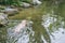 White Tiger Swimming in the Middle of the Lake at Singapore Zoo