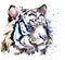 White tiger T-shirt graphics, tiger eyes illustration with splash watercolor textured background.