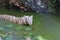 White tiger. Tiger in wild summer nature. White tiger walking / swimming in river. Action wildlife scene with danger animal.