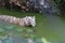 White tiger. Tiger in wild summer nature. White tiger walking / swimming in river. Action wildlife scene with danger animal.