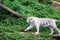 White tiger walking in the forest along the stream