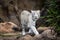 White tiger walking at Loro park on Tenerife island, Spain