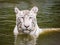 White Tiger in the water colling off