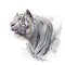 White tiger watercolor illustration on white