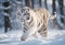 White Tiger in wild winter nature. Amur tiger running in the snow. Blue eyes