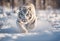 White Tiger in wild winter nature. Amur tiger running in the snow. Blue eyes